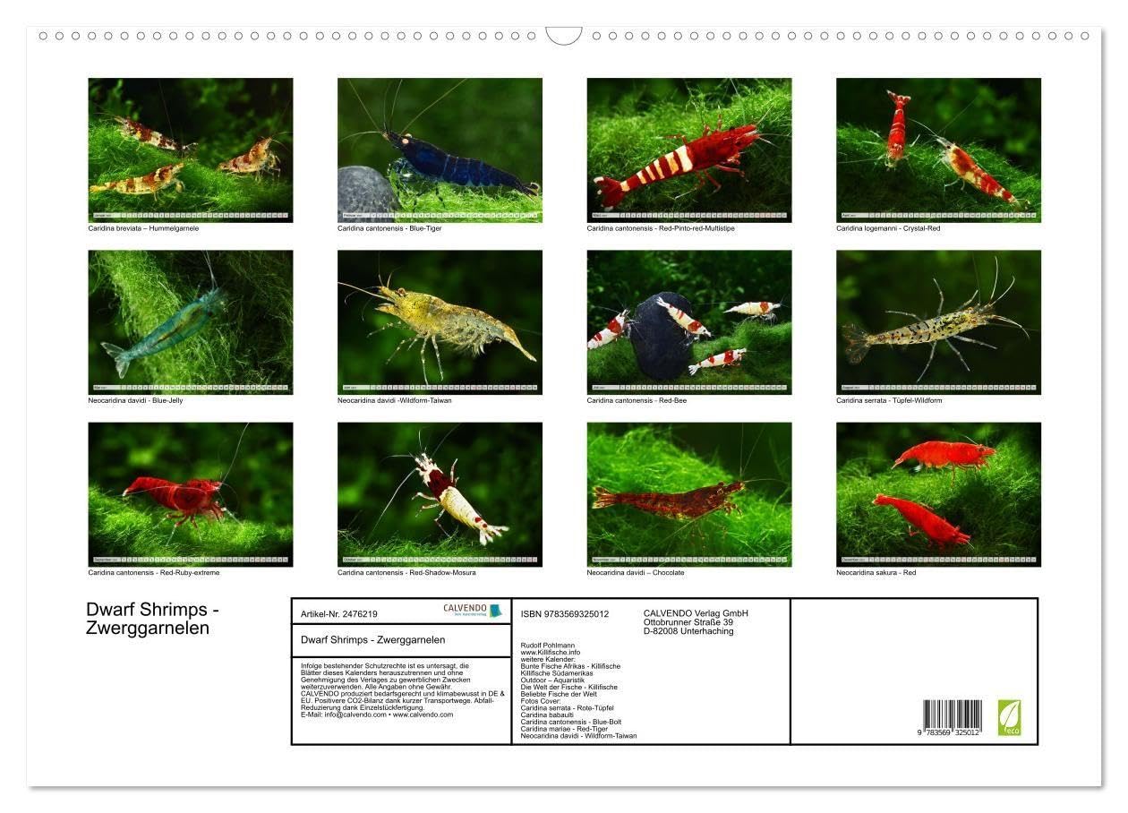 Dwarf Shrimps - Zwerggarnelen (Wandkalender 2027 DIN A2 quer), CALVENDO Monatskalender: Kleine Garnelen in Zucht- und Wildform (CALVENDO Tiere)