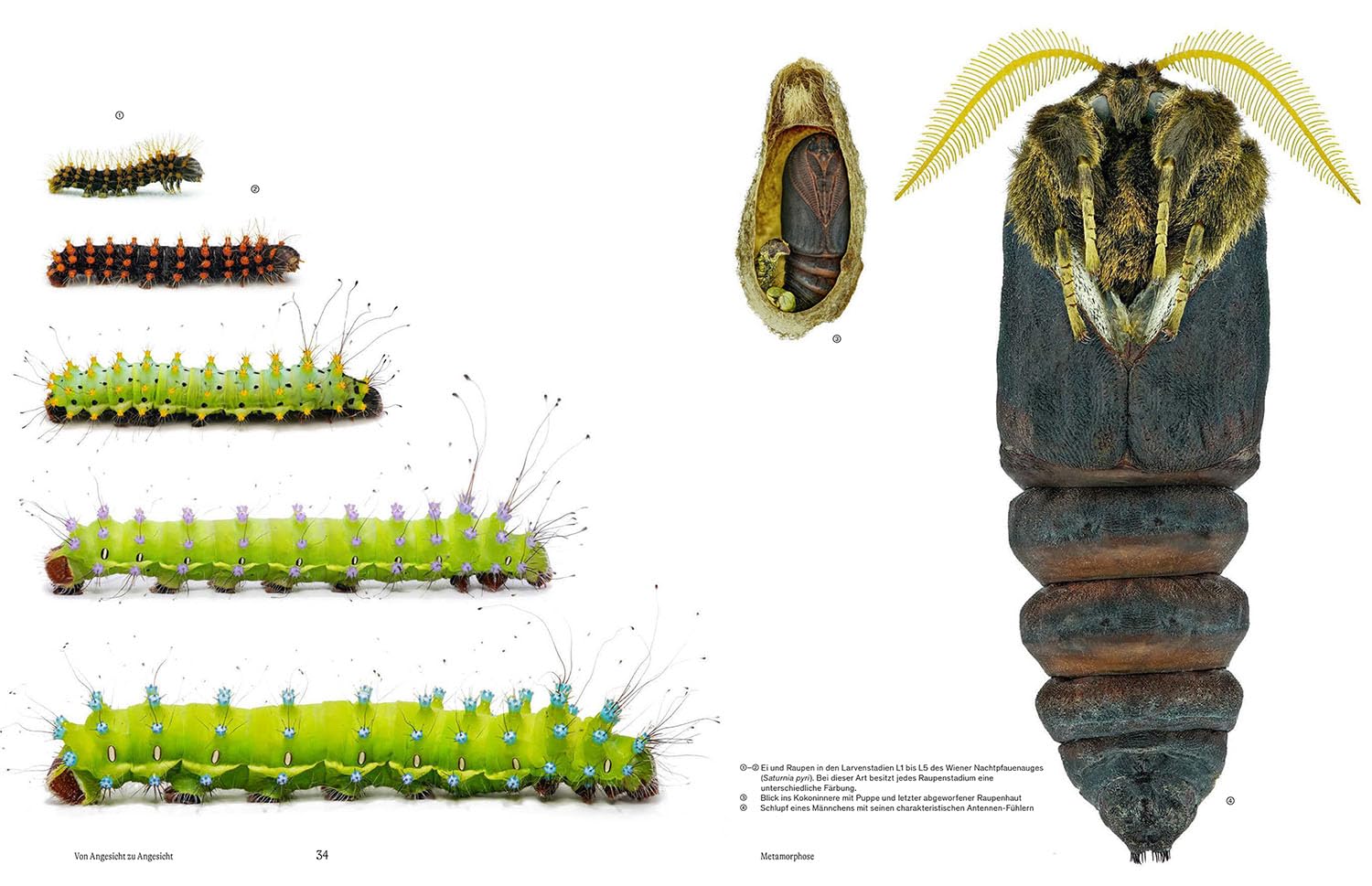 Von Angesicht zu Angesicht: Auf Augenhöhe mit heimischen Insekten - faszinierende Fotos und wissenswerte Wunderfakten