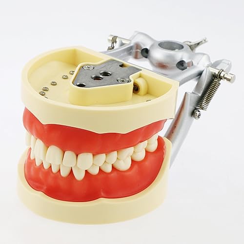 Miniatura 2 de Typodont - Poste de montaje para dientes modelo ajustable de 360 grados en el escritorio, compatible con Kilgore Nissin Columbia Dentoform Frasaco