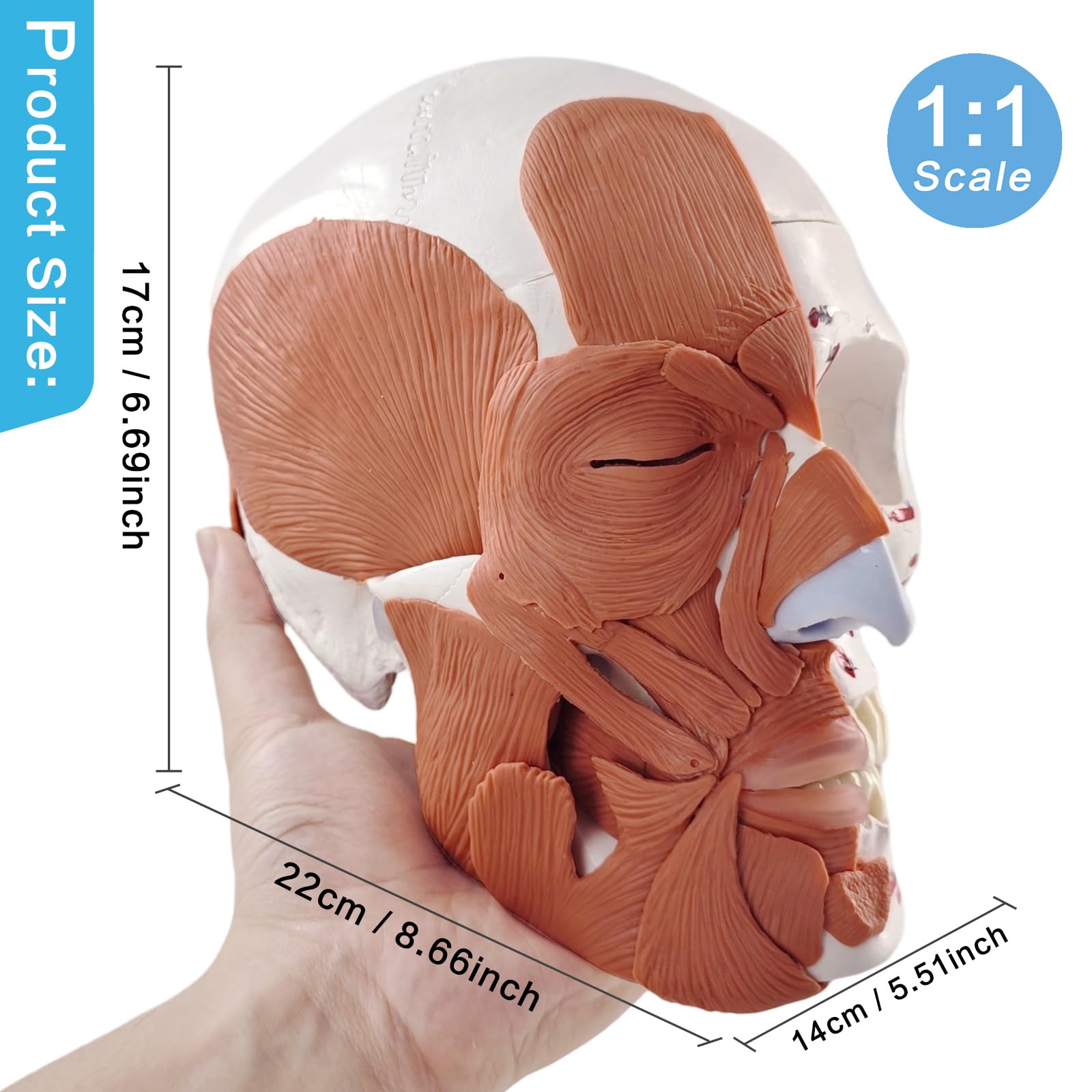 EVOTECH SCIENTIFIC Modello del cranio umano con mezzo muscoli facciali, mezzo cranio e mezzo muscoli