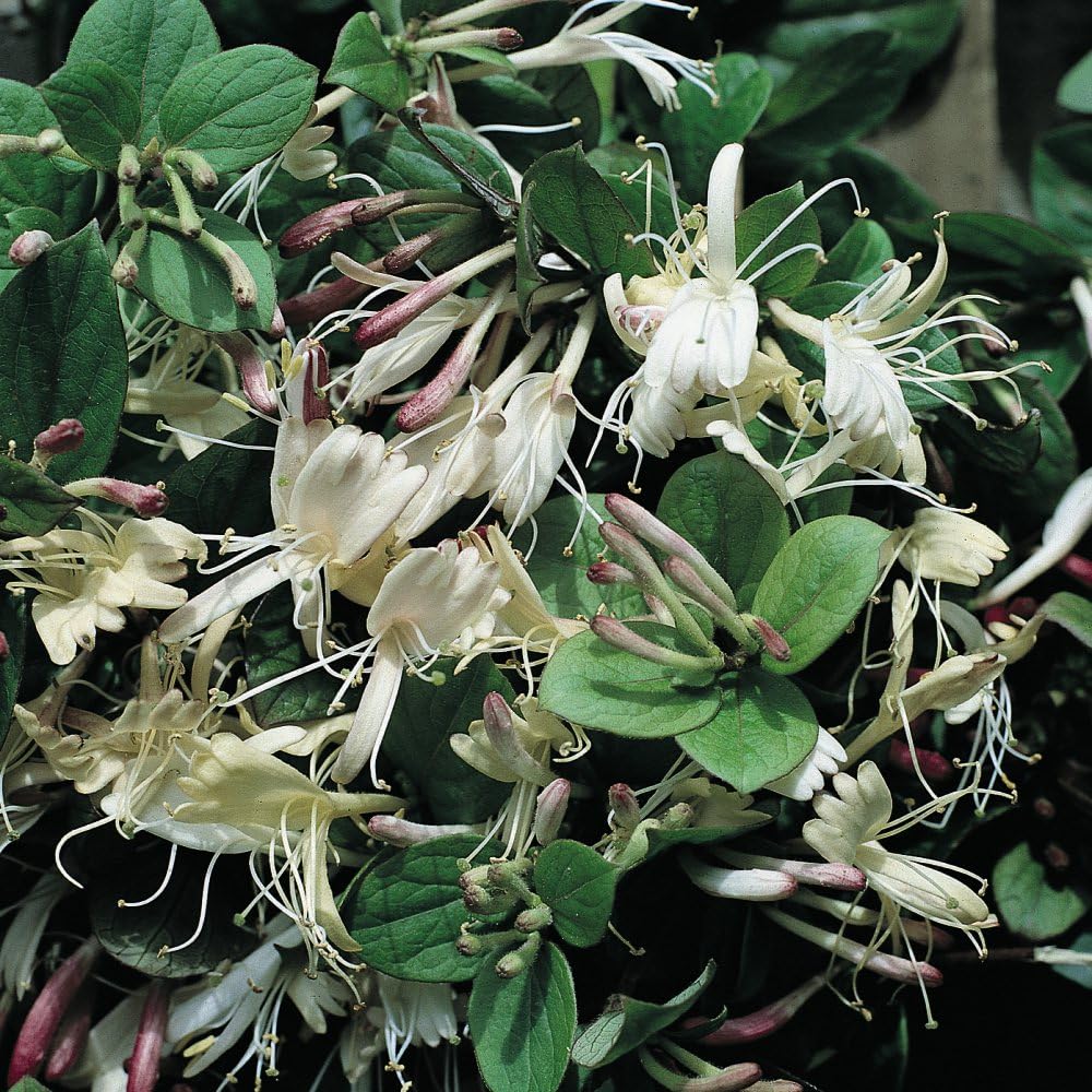 Lonicera Japonica 'Repens' Evergreen Honeysuckle Vigorous Ground Cover Fragrant White Flowers Ideal for Garden Borders and Trellises 1X 3 Litre Pots by Thompson and Morgan