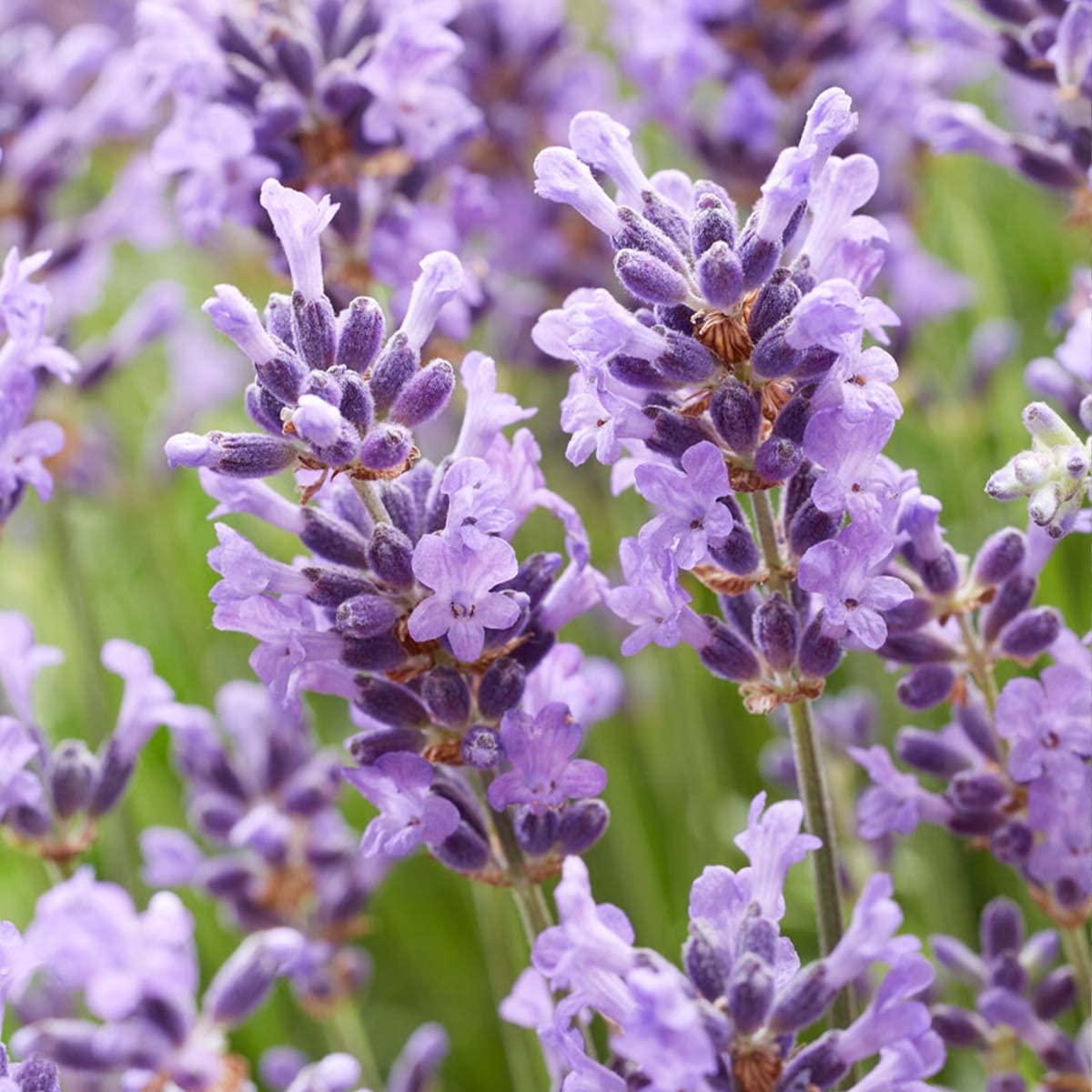 Bloomique - Set di 6 - Lavandula angustifolia ‘Hidcote’ - Lavanda vera - Pianta di lavanda - Resistente al freddo - Altezza 10-20 cm - Vaso 9x9 cm