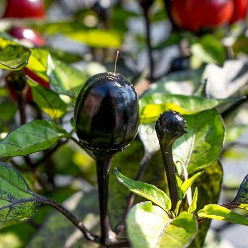 Miniatura 3 de CHUXAY GARDEN Semilla de pimienta ornamental de olivo negro, 10 semillas, planta anual de hierbas, plantación masiva, ideal para plantar en