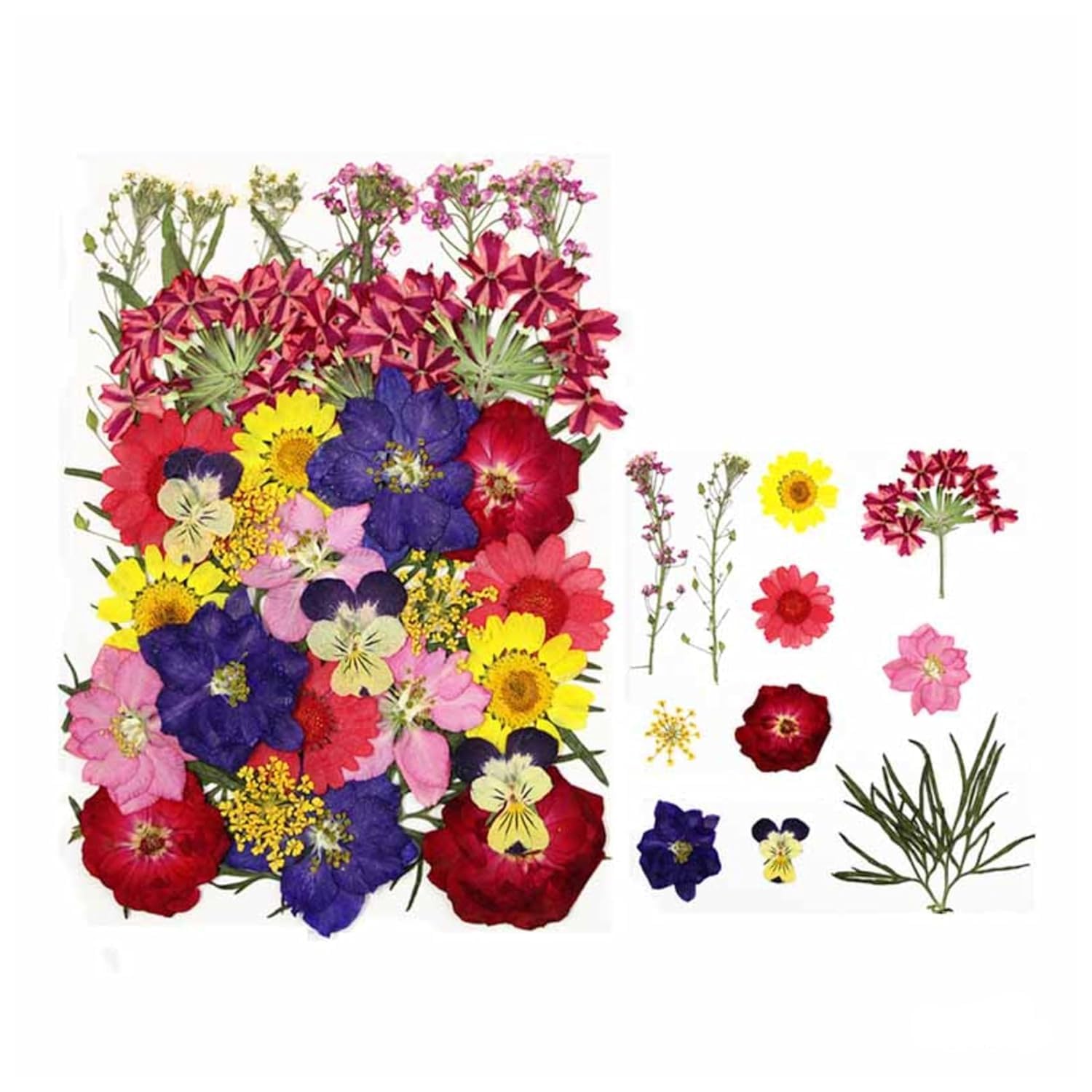 BRIGHTAIL INFRA 30 in 1 Multicolor Dry Pressed Flowers for Epoxy Resin Art Craft, Nail Extensions,Soap,Candle,Scrapbook, DIY, Resin Tray Jewellery, Pendant (30 in 1 Pressed Flowers)