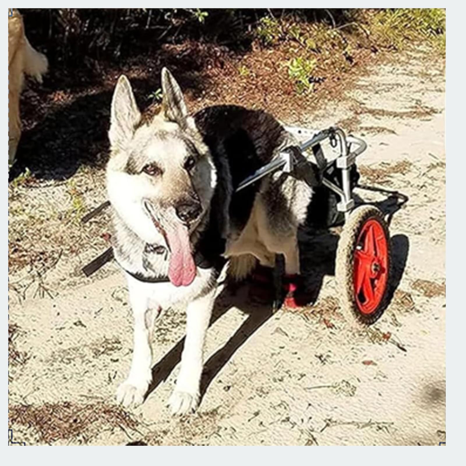 Silla de ruedas para perros de aluminio: andador de rehabilitación para parques y hogar