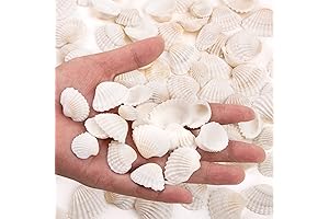 Bulk Natural White Seashell Assortment for DIY Craft and Beach Decor