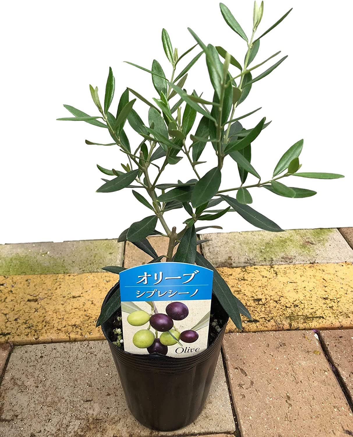 Amazon.co.jp: オリーブの木 【オリーブ苗木 3.5号 品種おまかせMIX 2