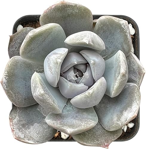Echeveria Snow Bunny mini suculenta viva totalmente enraizada en maceta de inicio de 2 pulgadas con mezcla de tierra planta de casa para interiores