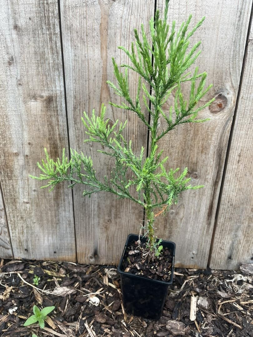 Mature Giant Redwood Sapling (P9T) - Sequoiadendron giganteum - 10-20cm