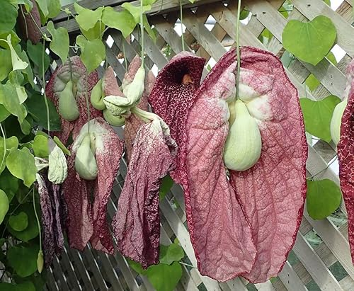 Aristolochia grandiflora Flor de pelícano 5_semillas