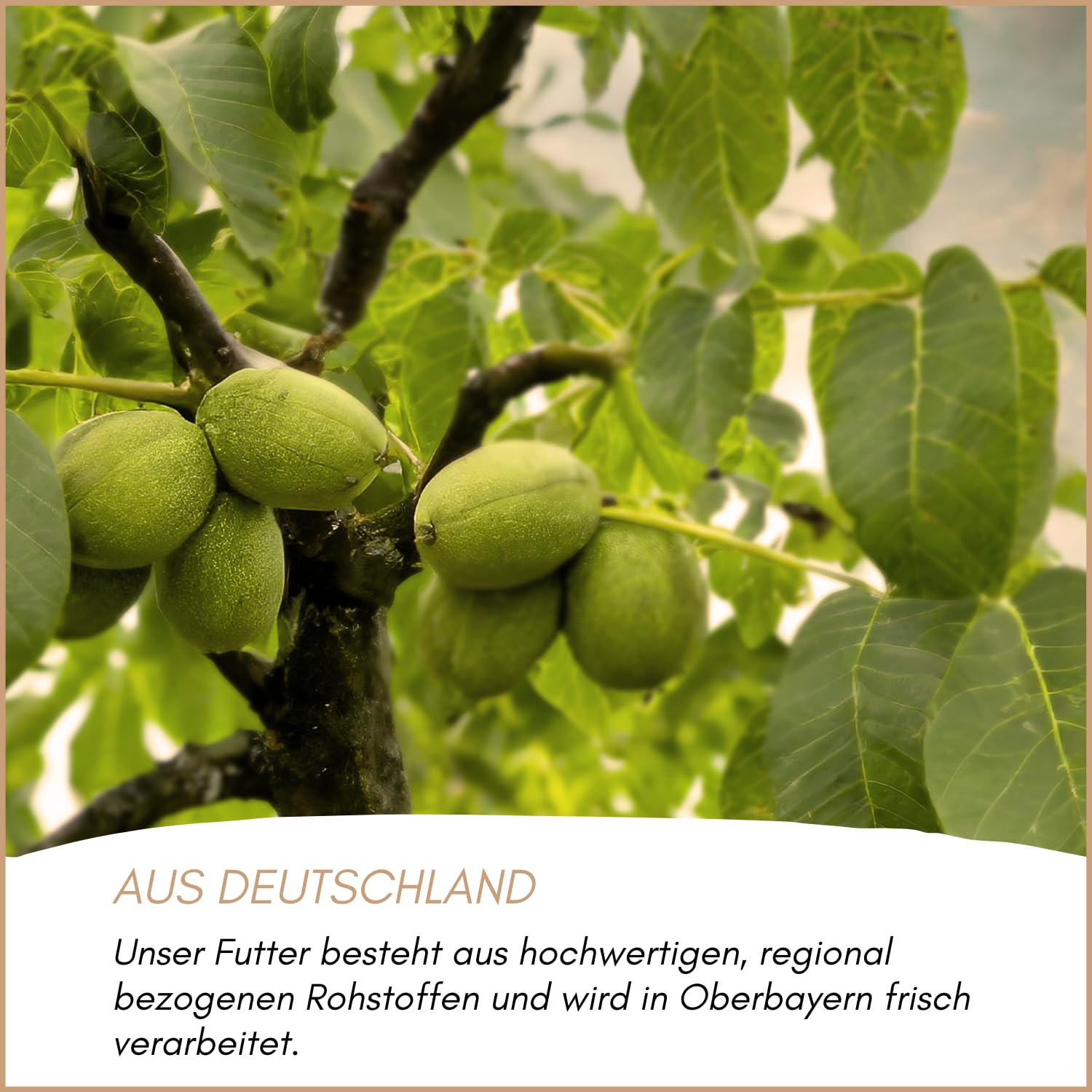 Supravit Frische Nüsse-Mix Eichhörnchen Futter 1kg | Futter für Eichhörnchen mit Haselnüsse, Walnüsse mit Schale für Eichhörnchen | Ganzjähriges Eichhörnchenfutter
