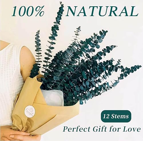 Miniatura 3 de Paquete de tallos de eucalipto secos preservados, 12 piezas de eucalipto verde pino para ducha, paquete de eucalipto natural de 17 pulgadas, plantas