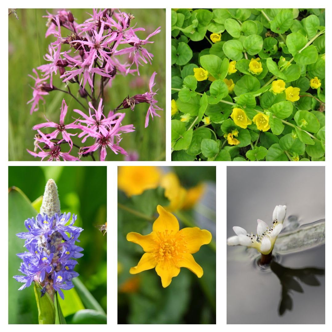 Nurseryman’s Choice Miniature Pond Selection (Deep Water) – Compact Aquatic Plants for Small Ponds, Provides Shade & Wildlife Cover, Removes Excess Nitrate, 1X 1 Litre Pot by Thompson and Morgan