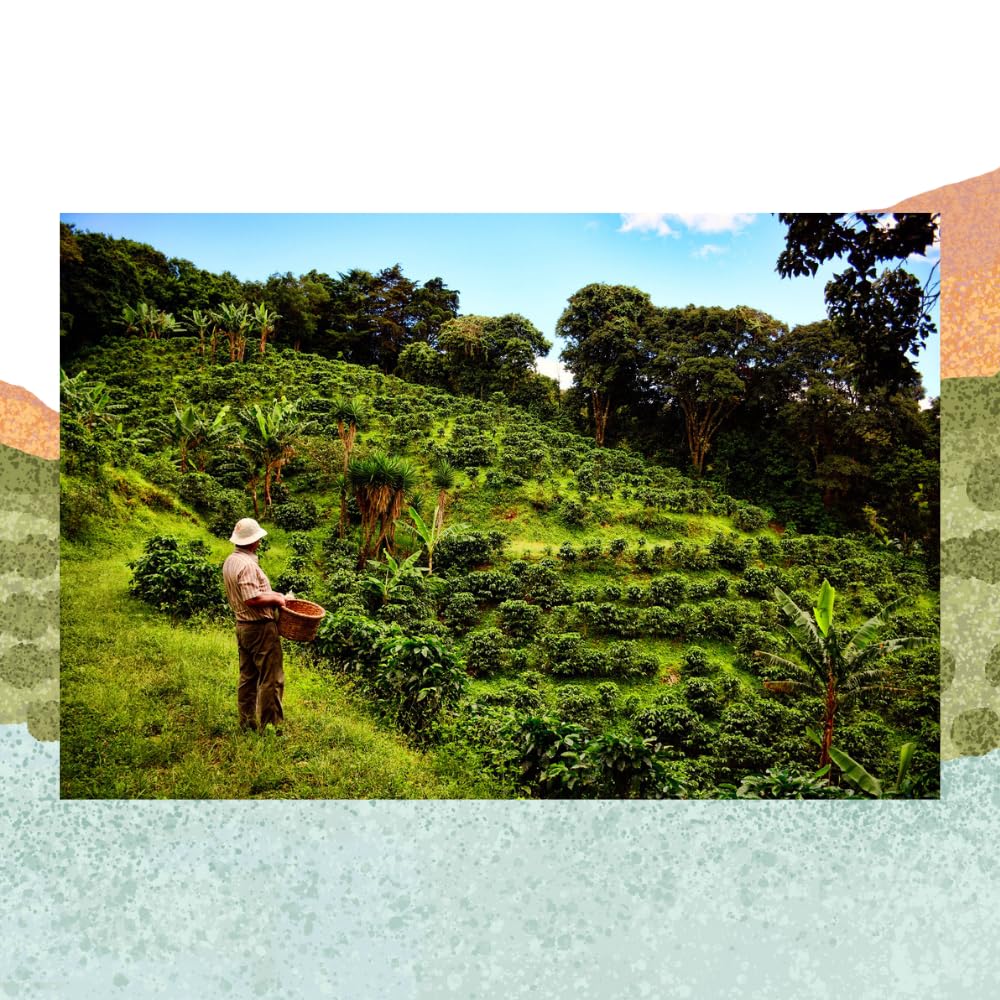 Cafe Monteverde Natural Process Coffee Whole Bean - Single Origin Costa Rica Arabica Coffee (1 LB)