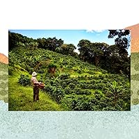 Vista 4 de Cafe Monteverde Café de proceso natural en grano entero - Café arábica de Costa Rica de origen único (1 libra)