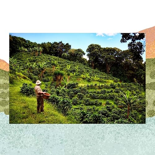 Miniatura 4 de Cafe Monteverde Café de proceso natural en grano entero - Café arábica de Costa Rica de origen único (1 libra)