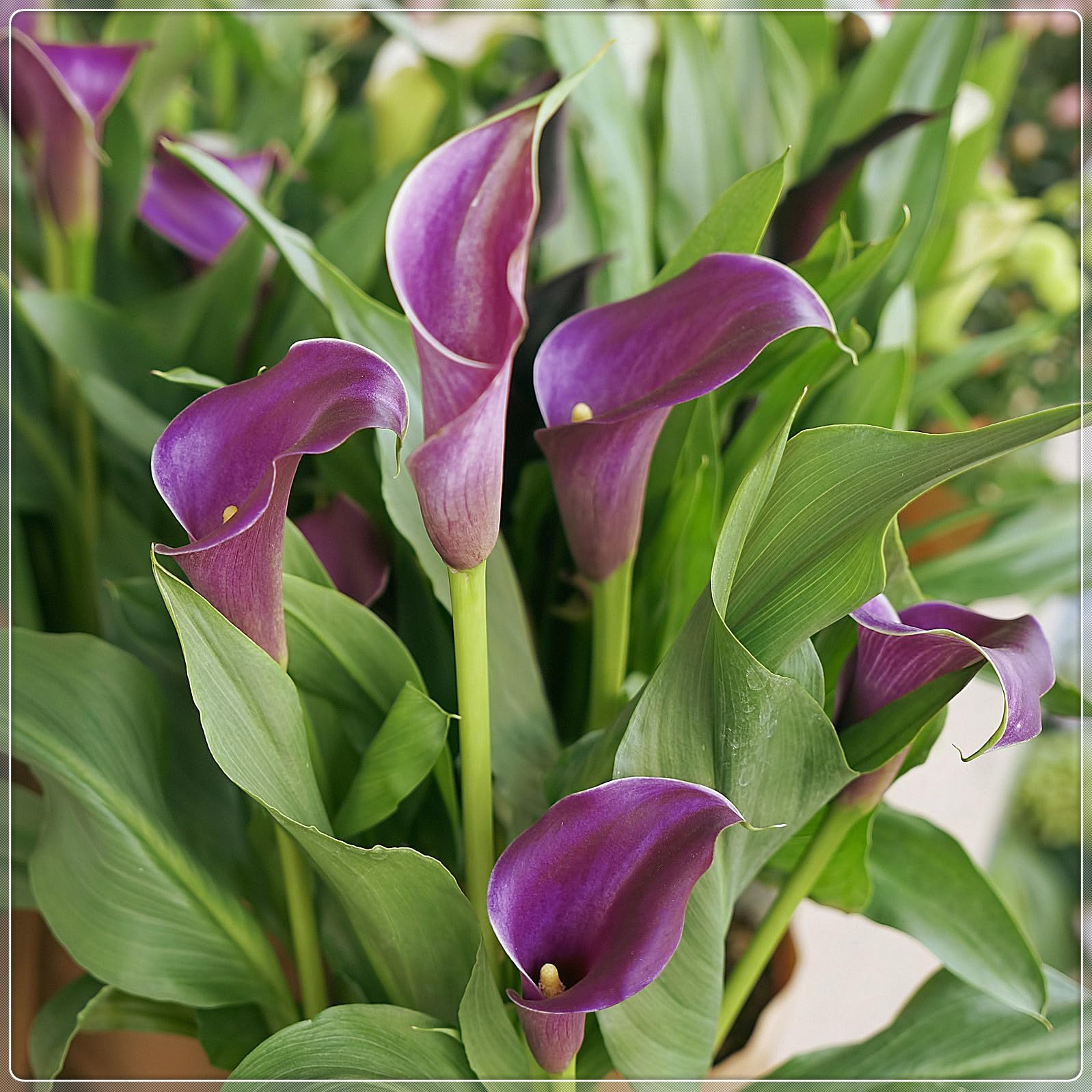 Calla Lily Plants for Sale,Good for Containers,Calla Lily Mix,Golden Jade Carving Feels Beautiful-4bulbs-E — image 1