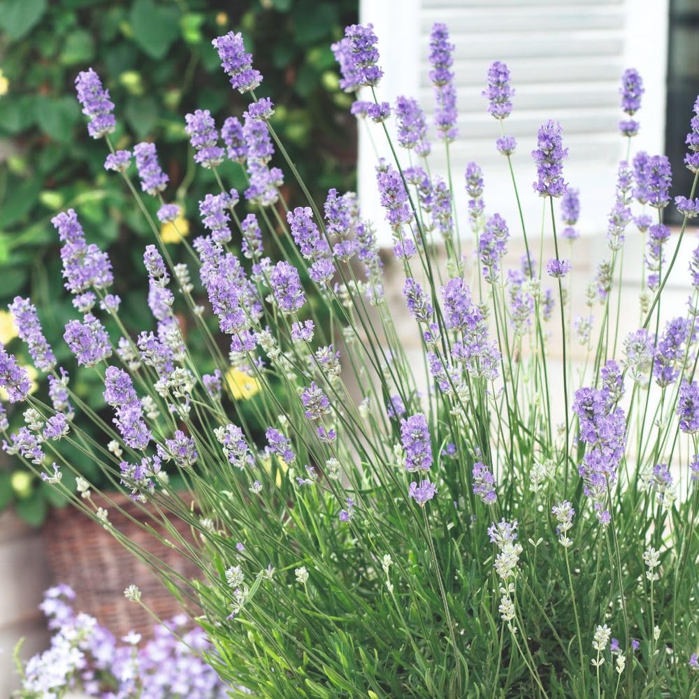 Lavender 'Grosso' - Large Bushy Shrub with Aromatic Foliage & Fragrant Summer Blooms - Perfect for Hedges & Borders - 1X 3 Litre Pot by Thompson and Morgan