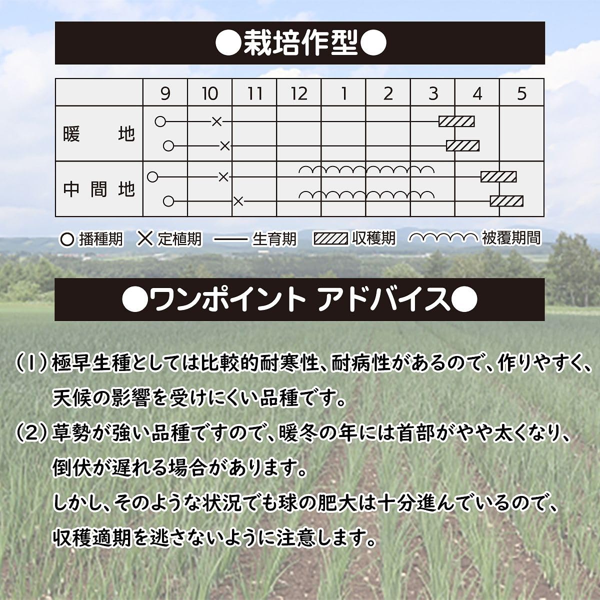 Amazon.co.jp: カネコ交配 極早生 濱の宝 タマネギ 2dl カネコ種苗 