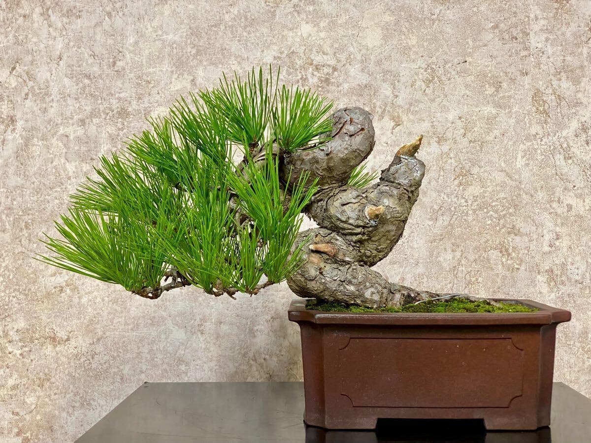 盆栽 赤松 中 迫力ボディ 小品盆栽：赤松（アカマツ）現品*あかまつ