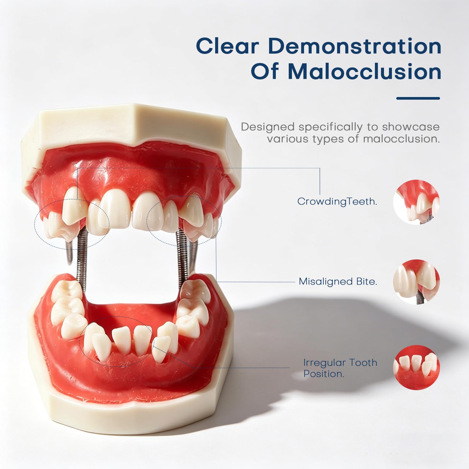 Modello Denti Dimostrativo,Modello dentale Typodont Modello del dente 1:1 Spazzolatura del filo interdentale Pratica Modalità Per L'insegnamento Dello Studio Della Scuola Dentale