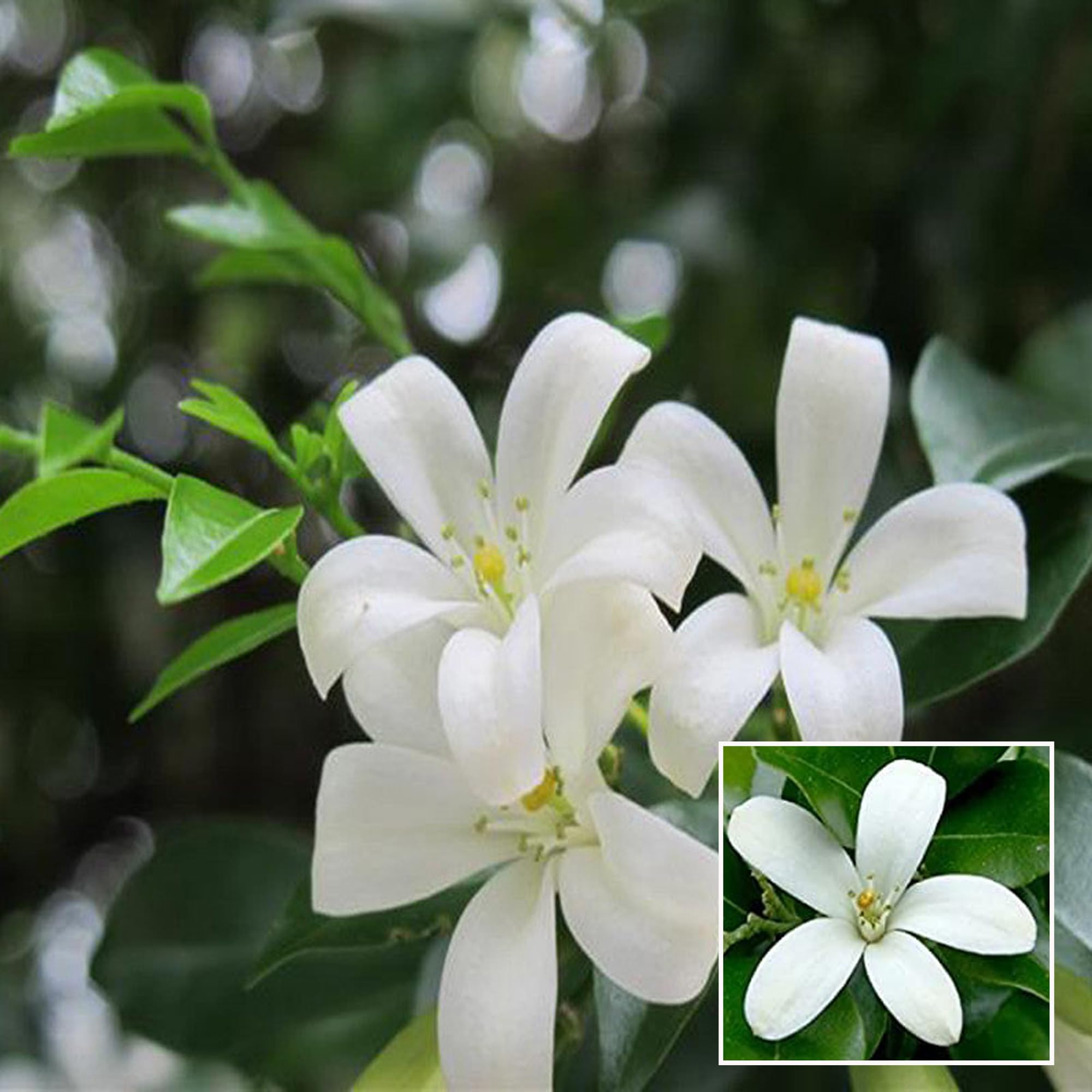 HAPING Madhu Kamini Satin Wood Kunti Fragrant Shrubs Flower Live Plant (1-2 Feet Height) (B0CTTXJRLM) Amazon Price History, Amazon Price Tracker