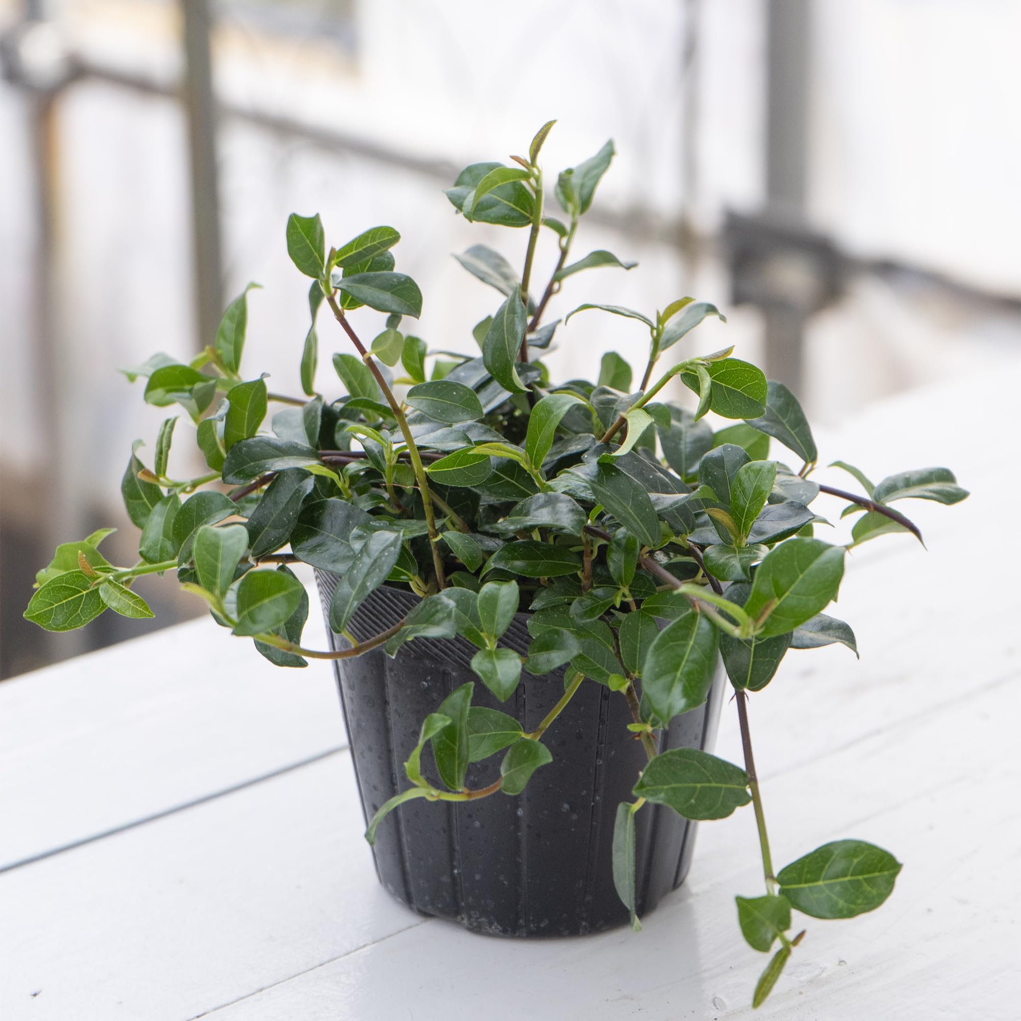 Amazon.co.jp: 観葉植物 フィカス シャングリラ 9cmポリポット苗 1株