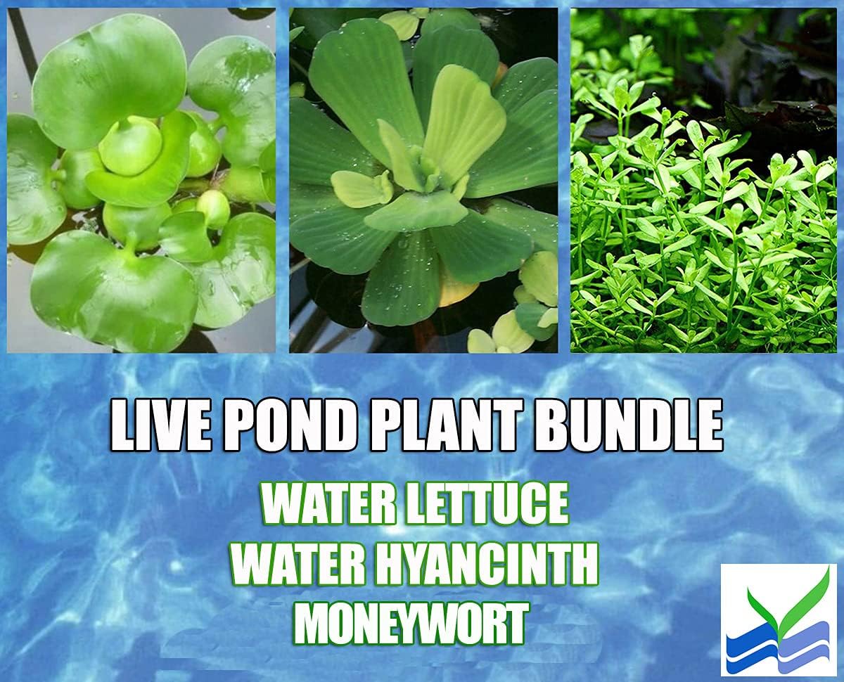 3 Water Lettuce + 3 Water Hyancinth Bundle + Parrot Feather Floating