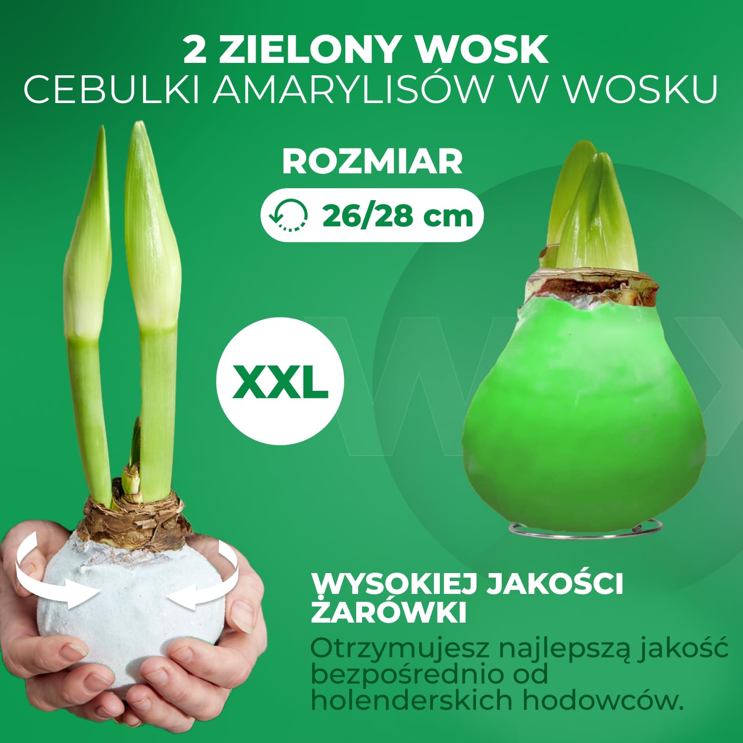 Green Wax (2 sztuki) Kolekcja cebul Amarylis, cebule kwiatowe