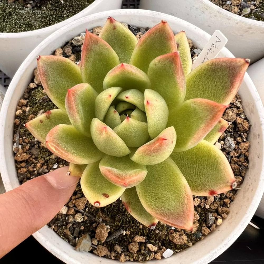 Amazon.co.jp: アガボイデス根付き抜き苗多肉植物エケベリア