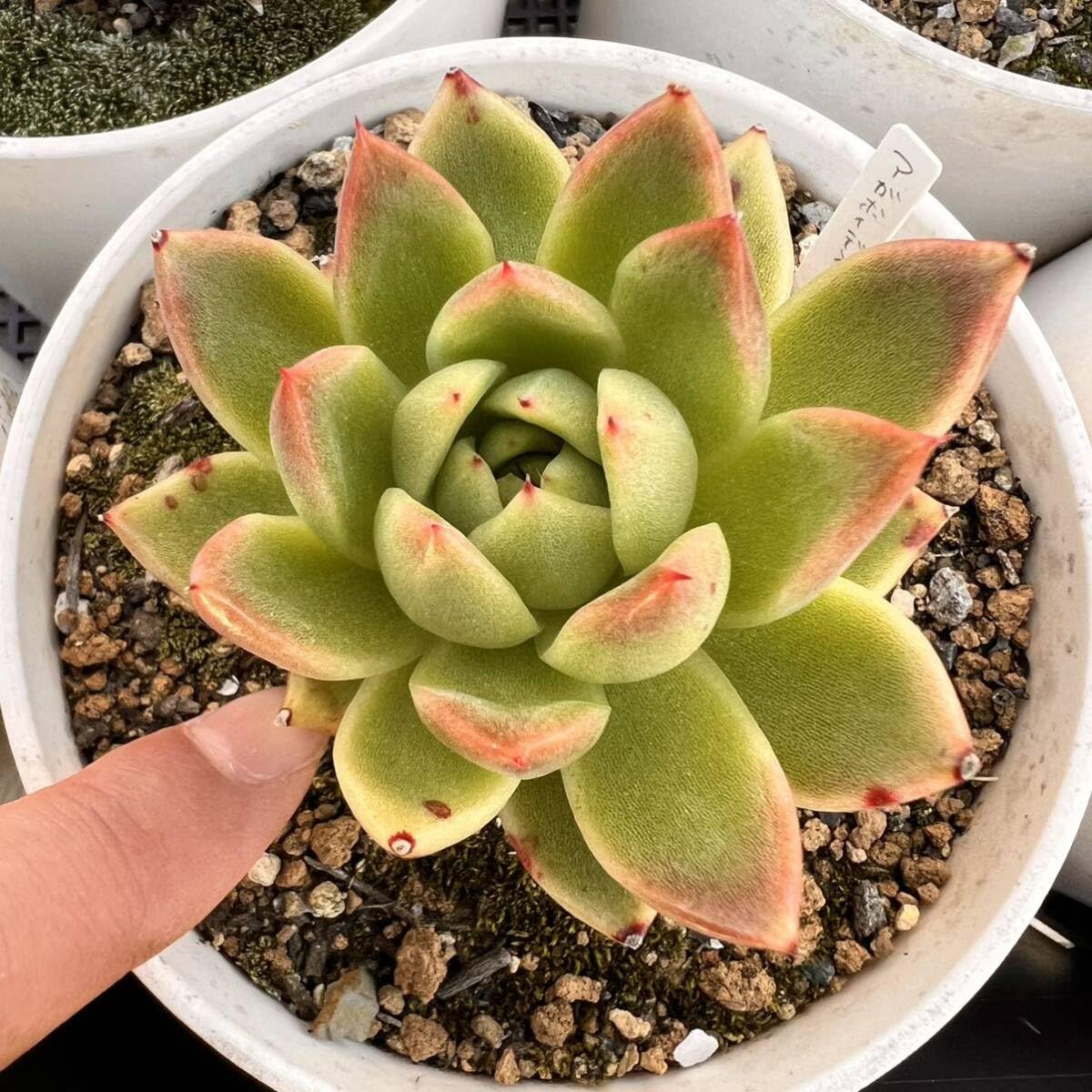 Amazon.co.jp: アガボイデス根付き抜き苗多肉植物エケベリア