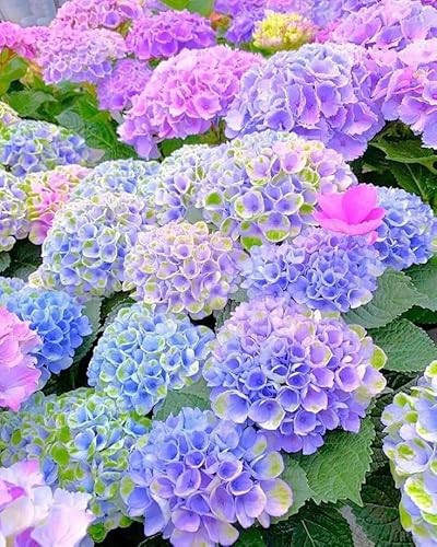 Hydrangea Seeds for Planting 150PCS– Non-GMO, Easy Germination – Beautiful Flowers for Outdoor Garden