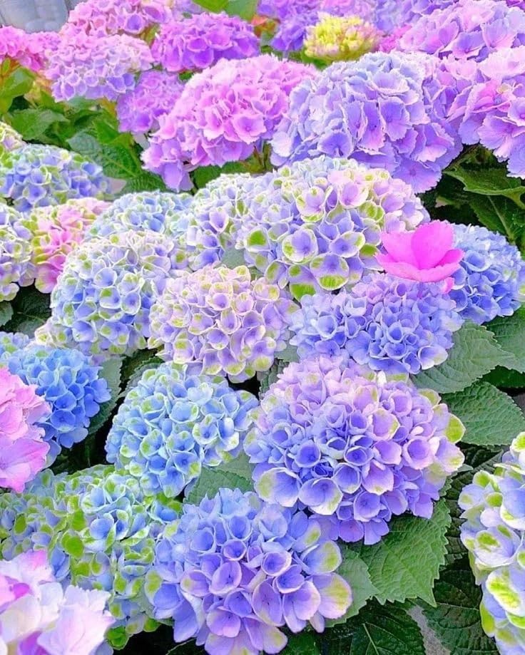 Hydrangea Seeds for Planting 150PCS Non-GMO Easy Germination Beautiful Flowers for Outdoor Garden