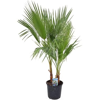 kunstpflanzen ohne topf Künstliche Peperomia - Klara | 25 cm main image 0