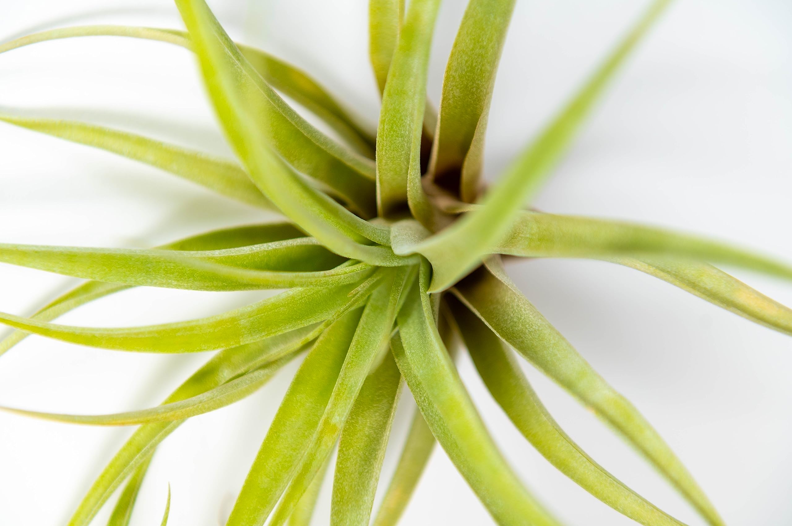 PLANDAIRE - Pack Plantes D'Air - Tillandsia Tricolor, T. Butzii, T