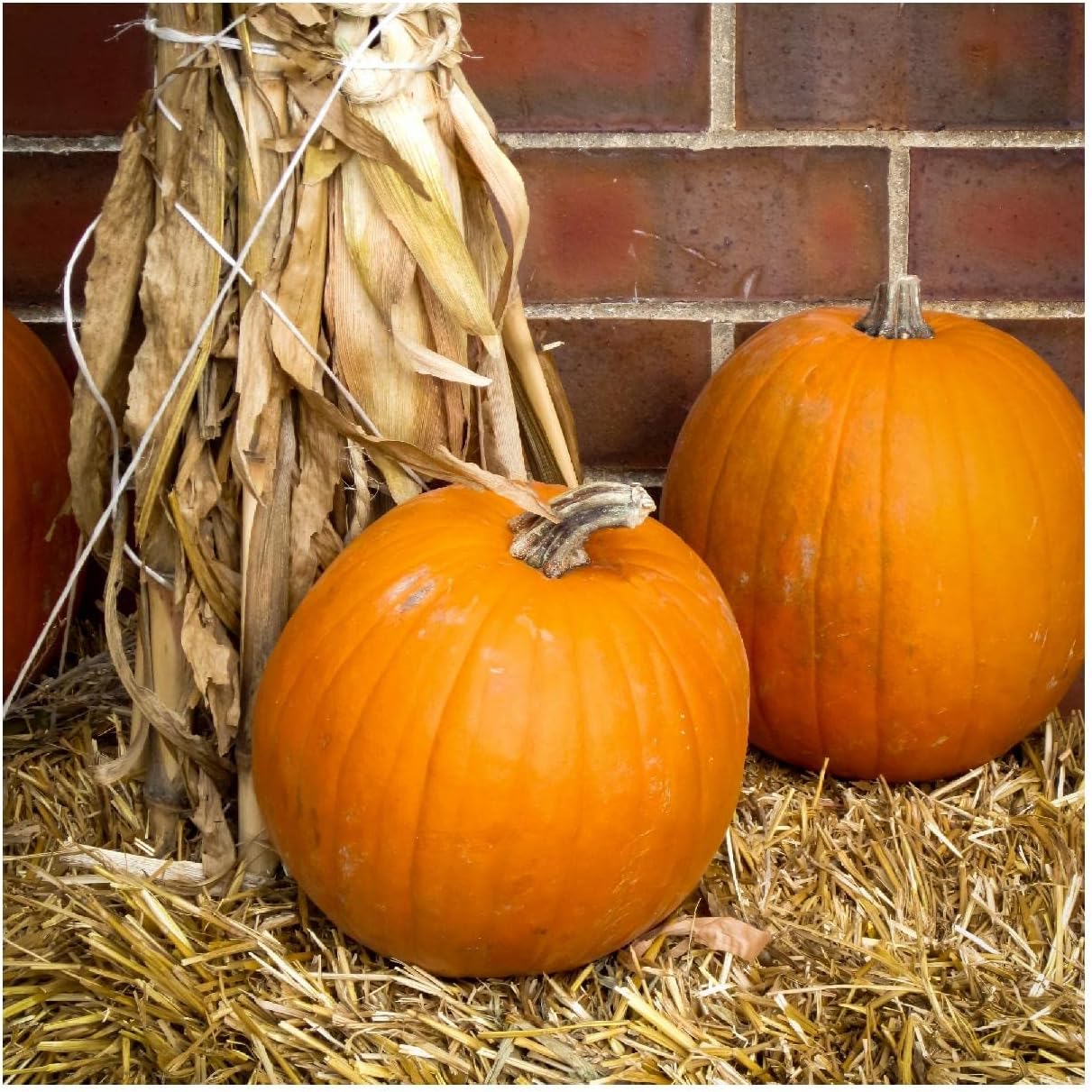 Everwilde Farms - 1 Lb Organic Jack O Lantern Pumpkin Seeds - Gold Vault Packet