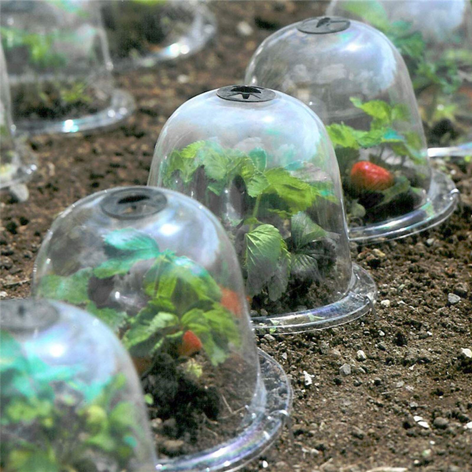 10 pezzi protezione per piante riutilizzabile Mini serra campana barattolo Cloches pianta cupola copertura per piante per parco cortile cortile fattoria all'aperto  15