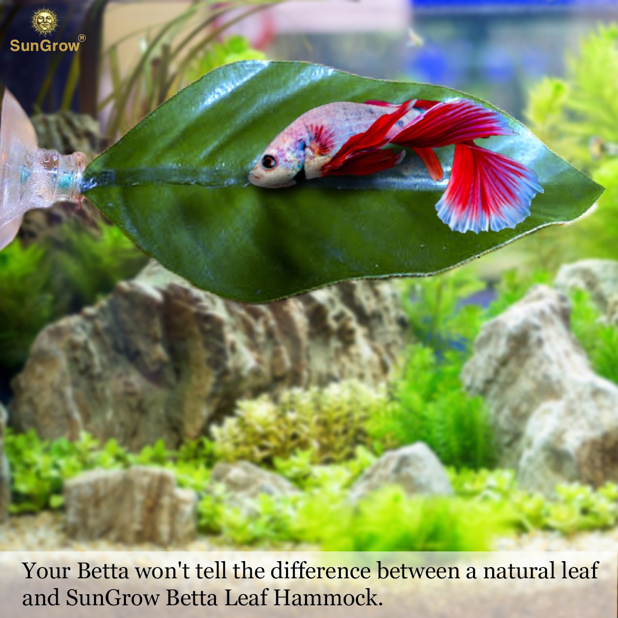 betta fish resting leaf