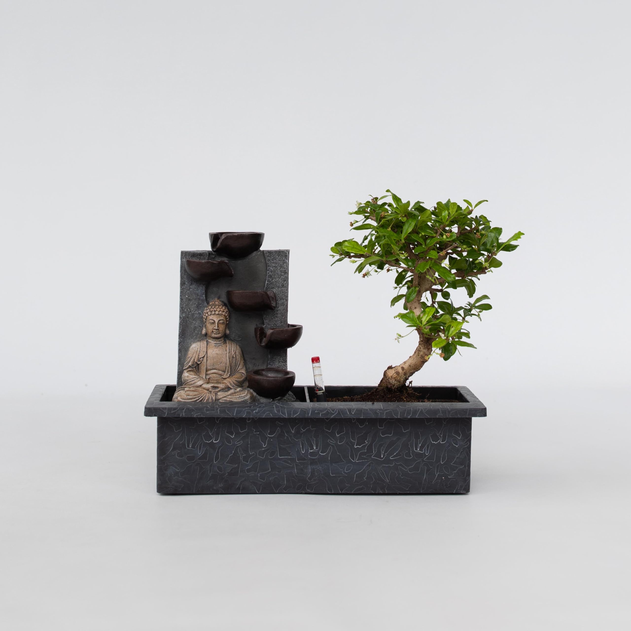 Plant in a Box - Bonsaibaum mit pflegeleichtem Wassersystem und flieendem  Wasserfall ber Buddha-Figur - Bonsai baum echt gro - Zimmerpflanze - Hhe  ...
