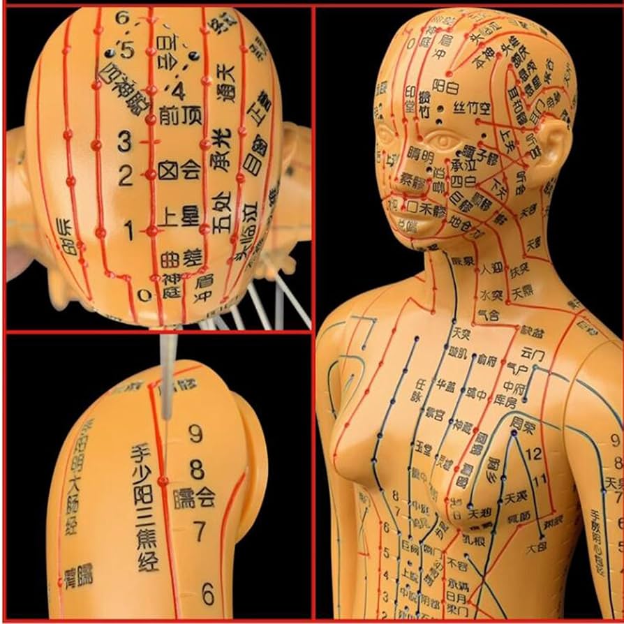 Amazon.co.jp: 中国医学鍼モデル - 人間の経穴モデル - 52cm