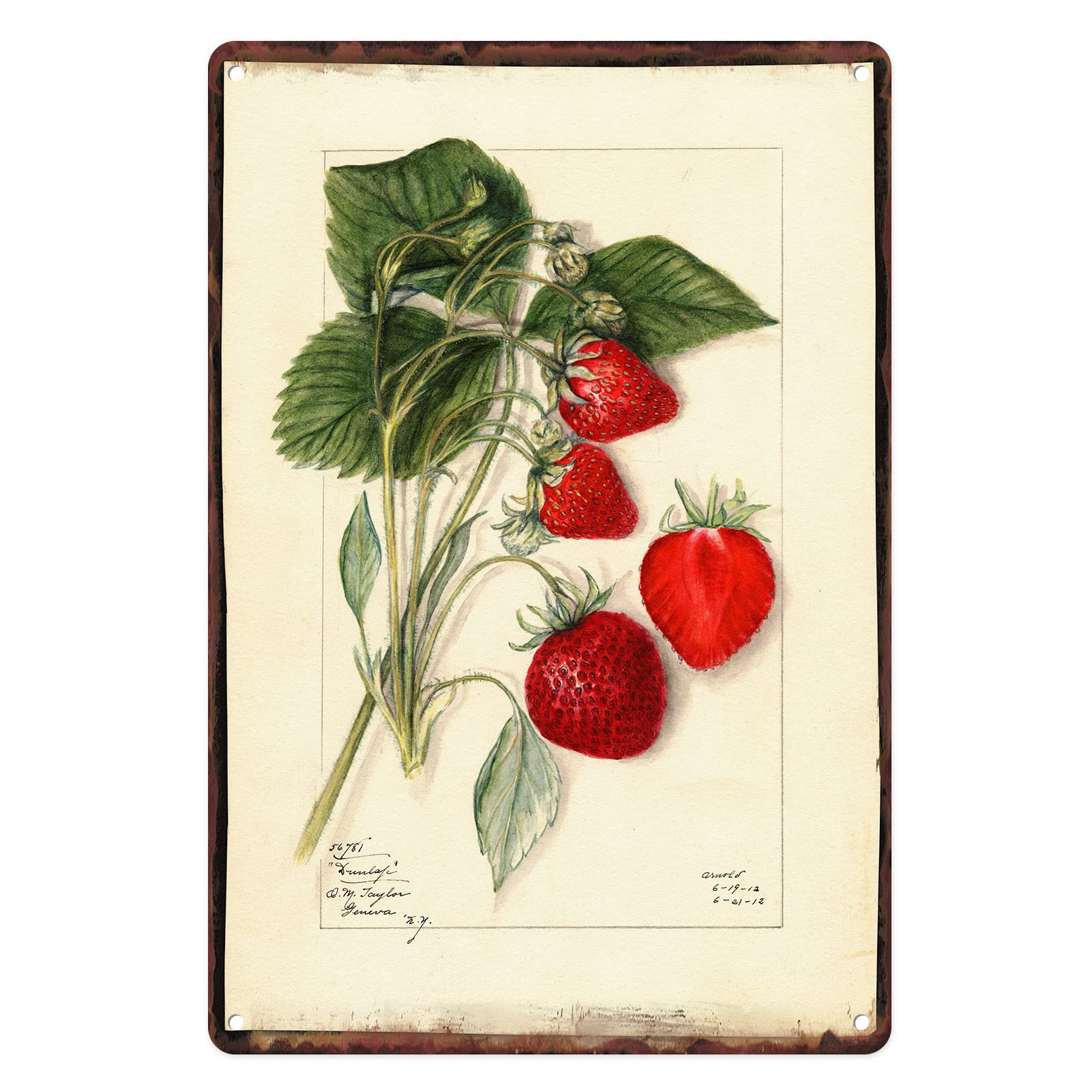 Flavas A015 Metal Tin Sign Vintage Strawberry Botanical Decoration For Home, Restarant, Living Room, Garden, Bedroom, Office, Hotel, Cafe And Pub Wall Decor 12X8 Inches