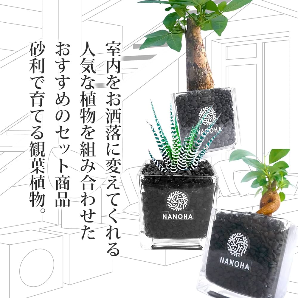Amazon｜ガジュマル パキラ 十二の巻 3鉢セット 黒砂利グラス 土