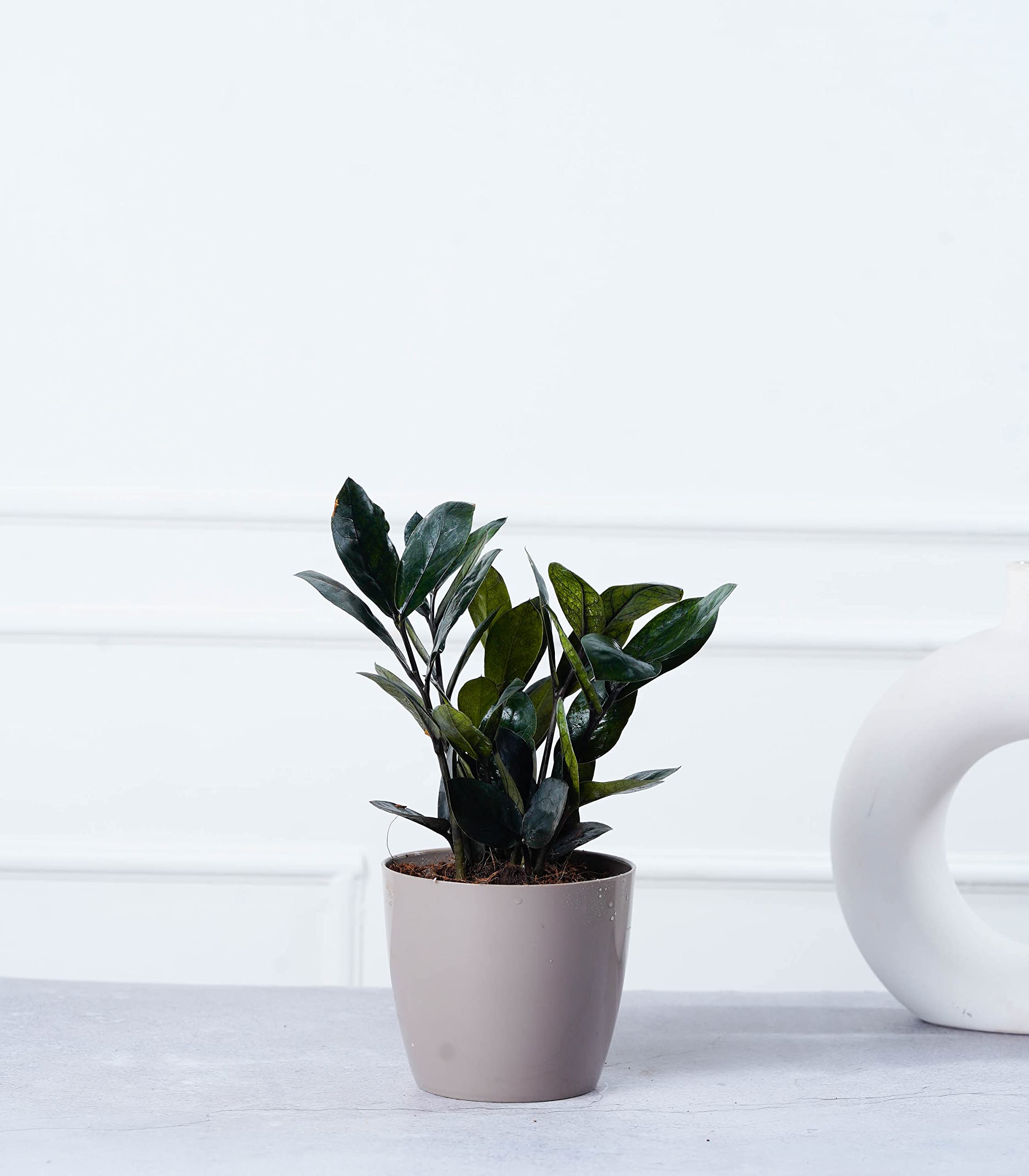 Nurturing Green® ZZ Raven Plant (Black) in Plastic Mocha Pot for Indoor | Living Room and Home Decor | Living Room Plants | Indoor Plants