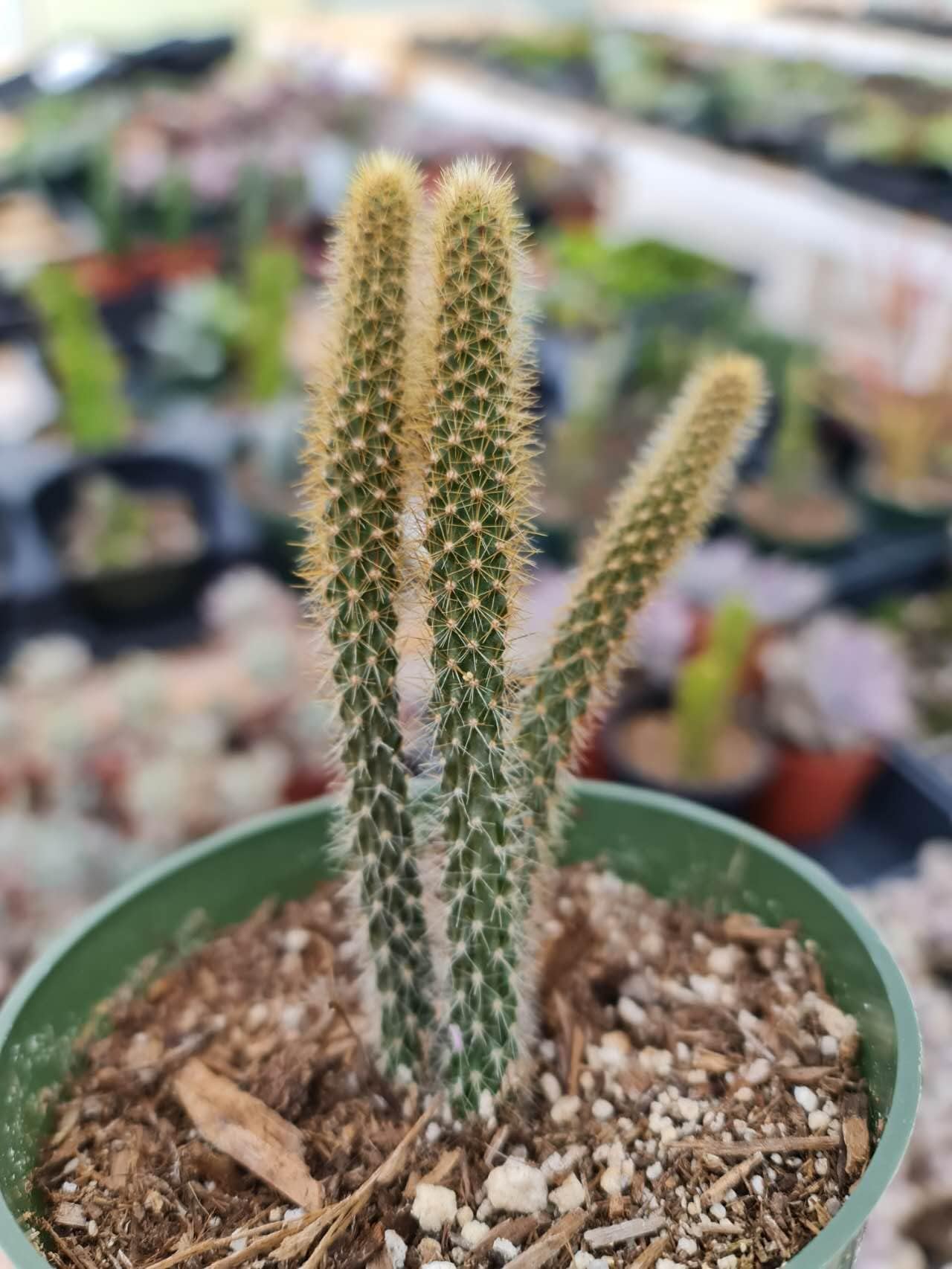 Live Cactus Plants Rat Tail Cactus (4" Pot)