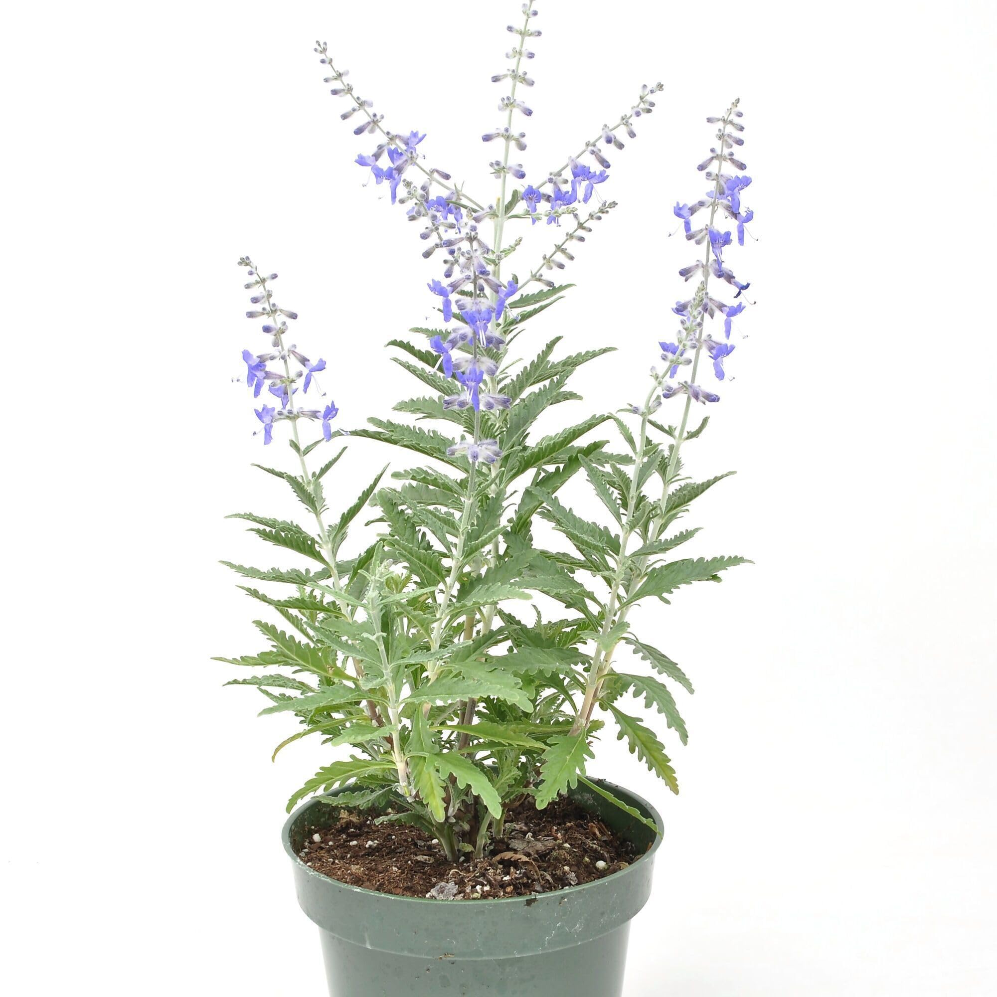 Amazon.com : Perovskia Little Lace, Russian Sage, Flowering Plant,  Cloud-Like Lavender Blooms on Silvery Foliage in the Form of a  Drought-Tolerant Plant, Container Size: 4.5" : Patio, Lawn & Garden