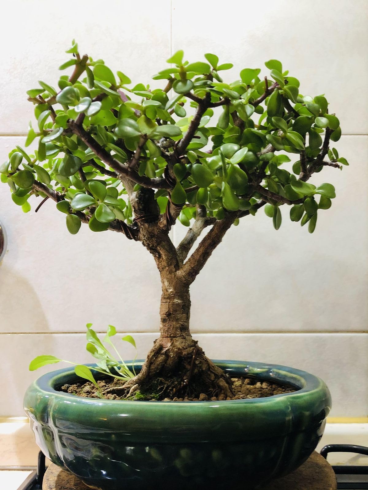 Jade Plant Live Succulent in Ceramic Pot, Green, Low Maintenance Indoor House Plant for Home Office Desk Décor single plant-image-25
