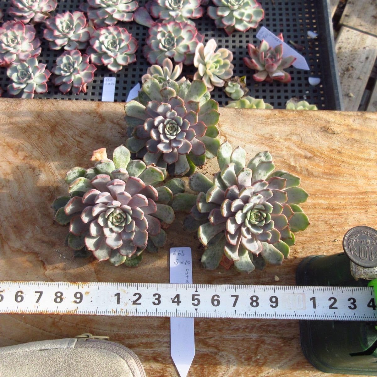 Amazon.co.jp: ！！多肉植物 スタージェイ レア苗 大苗 665 韓国