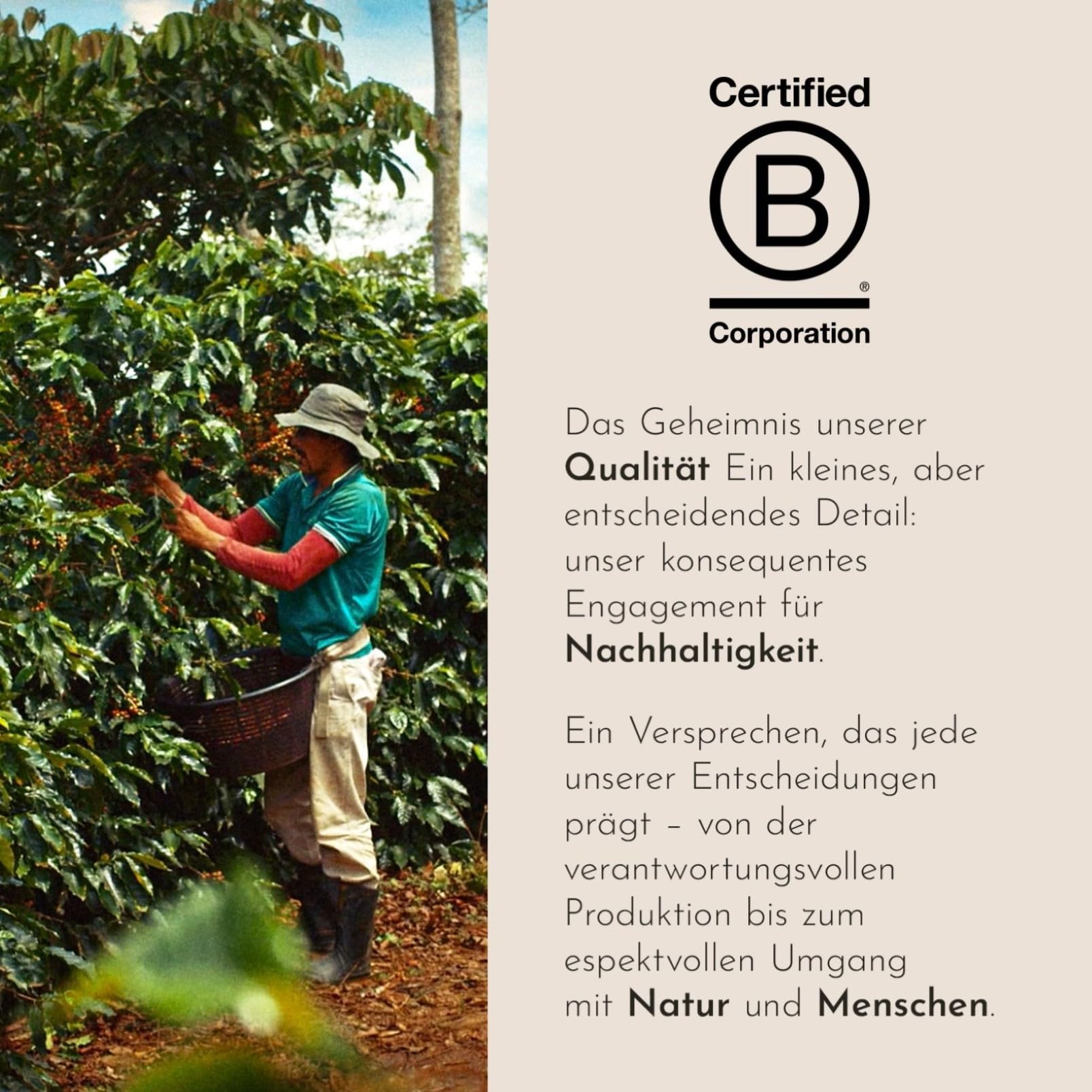 illy, Gemahlener Kaffee für Moka CLASSICO, 6 Dosen à 250g | 100% Arabica mit Noten von Orangenblüten und Jasmin, Sanfter Geschmack und Süßer Nachgeschmack, 3 kg Insgesamtz