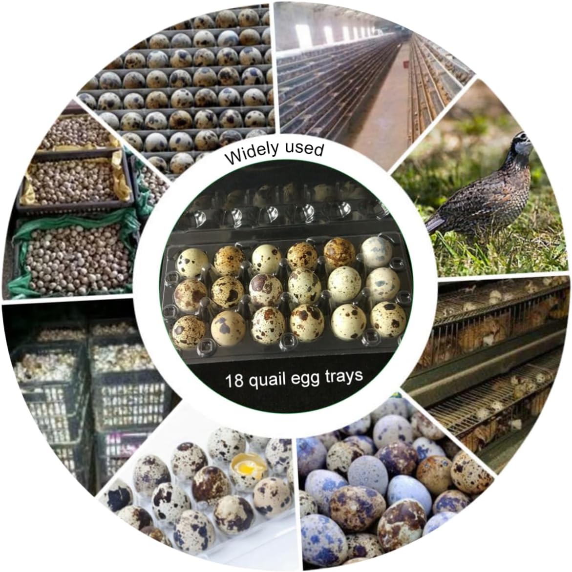 Gadpiparty 50pcs Quail Storage Container Transparent Pvc Holder for Home Organization and Disposable Dispenser Box