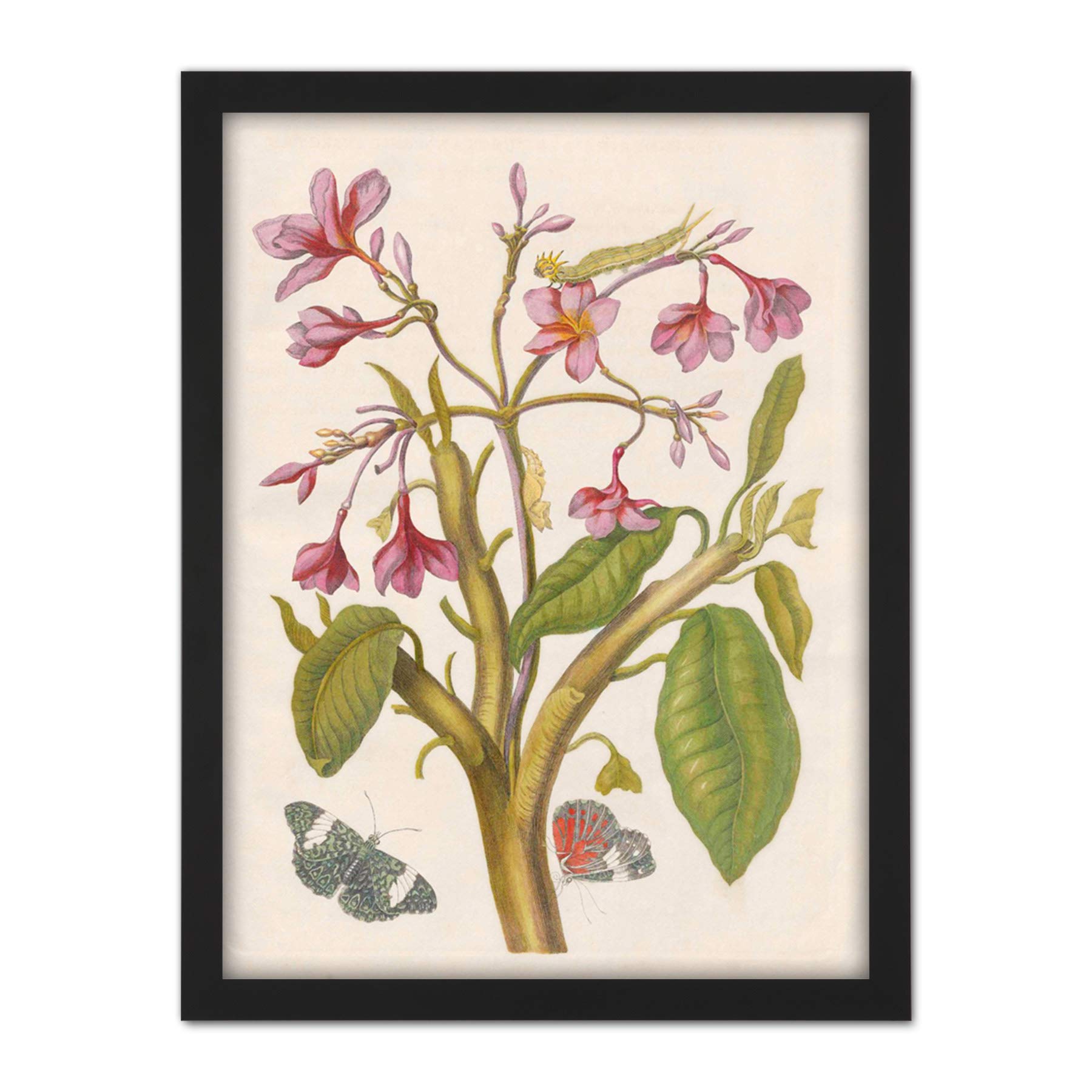Artery8 Merian Metamorphosis Pink Flowers Insects Painting Artwork Framed Wall Art Print 18X24 Inch